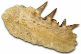 Fossil Mosasaur (Hainosaurus) Jaw Section with Teeth - Morocco #353158-3
